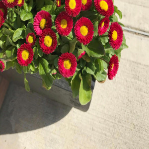 Onisim Grab - Nu-I Mult Și Vine Ziua (2025)