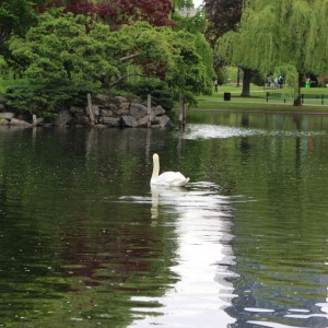 Ruah - Ploaia trezirii (2010)